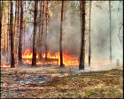 В Златоустовском городском округе начали гореть леса
