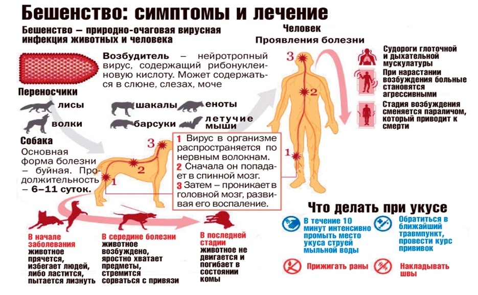 Предупредить можно, вылечить нельзя: златоустовцам напоминают о профилактике бешенства