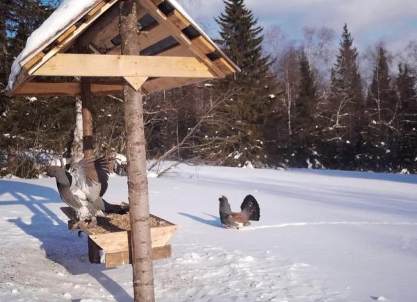 На Таганае начался подкормочный сезон