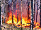 В Златоусте отмечен первый лесной пожар
